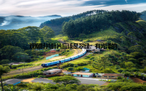 观察叶片叶片应该是翠绿、有光泽的