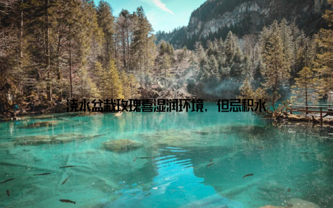 浇水盆栽玫瑰喜湿润环境, 但忌积水