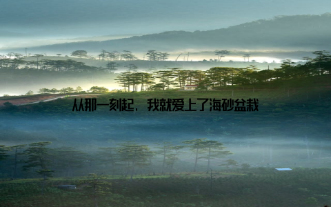 从那一刻起, 我就爱上了海砂盆栽