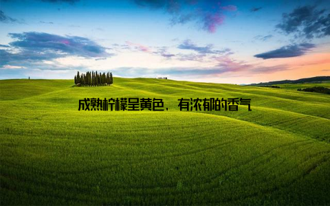 成熟柠檬呈黄色, 有浓郁的香气