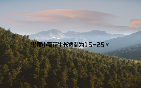 温度小菊花生长适温为15-25℃