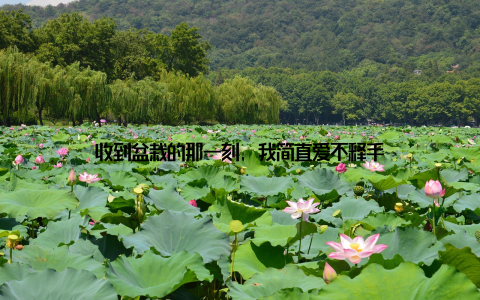 收到盆栽的那一刻, 我简直爱不释手