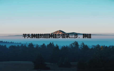 芋头种植教程种植步骤第三步, 种植