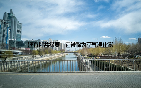 还有那盆绿萝, 它被称为空气净化器