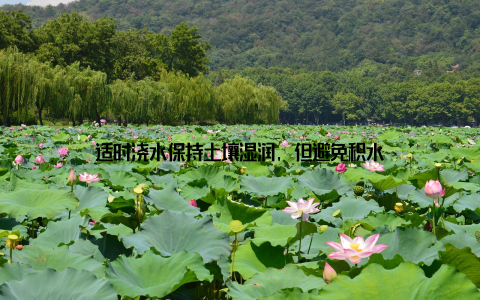 适时浇水保持土壤湿润, 但避免积水