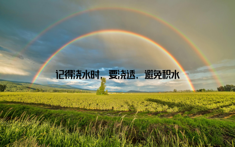 记得浇水时, 要浇透, 避免积水