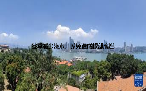 冬季减少浇水, 以免造成根部腐烂