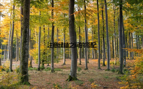 注意绿植之间的搭配