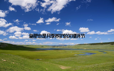 施肥也是月季养护的关键环节