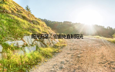 阳光充足, 但避免直射阳光