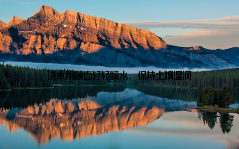 浇水用喷壶轻轻喷水, 保持土壤湿润