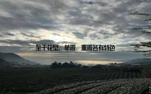 至于花型, 单瓣、重瓣各有特色