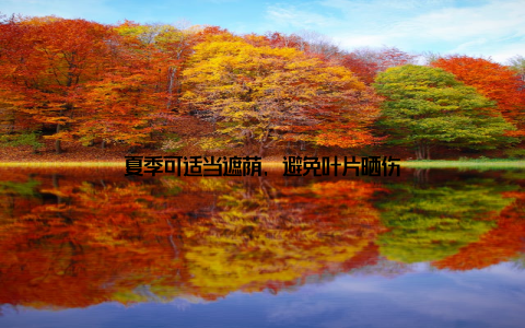 夏季可适当遮荫, 避免叶片晒伤