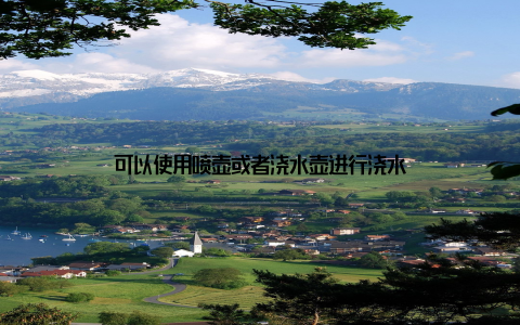 可以使用喷壶或者浇水壶进行浇水