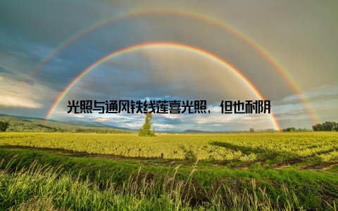 光照与通风铁线莲喜光照, 但也耐阴