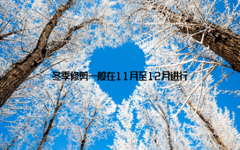 冬季修剪一般在11月至12月进行