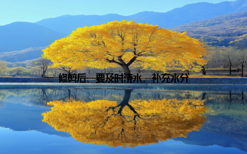 修剪后, 要及时浇水, 补充水分