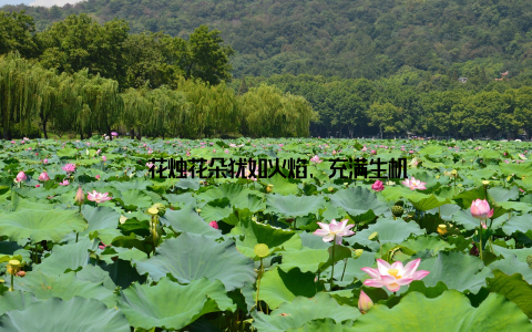 – 花烛花朵犹如火焰, 充满生机