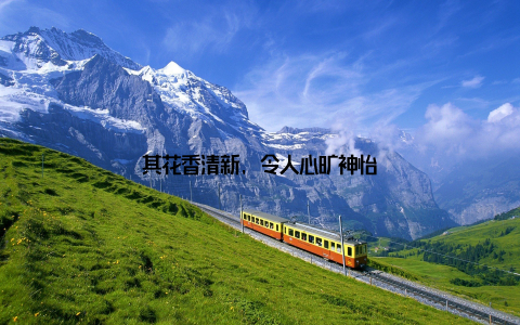 其花香清新, 令人心旷神怡