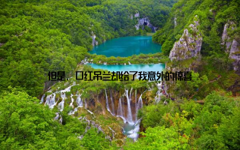 但是, 口红吊兰却给了我意外的惊喜