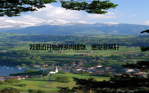 我最近开始养多肉植物, 感觉非常好