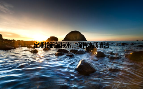 定期给碗莲换水, 保持水质清洁