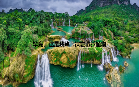 毕竟, 这是我第一次尝试养植物