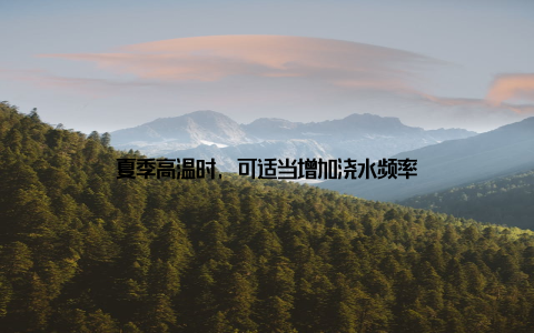 夏季高温时, 可适当增加浇水频率