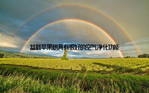 盆栽苹果树具有很好的空气净化功能