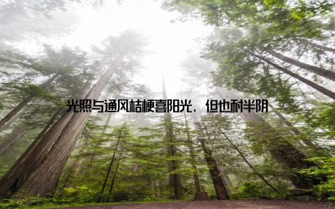 光照与通风桔梗喜阳光, 但也耐半阴