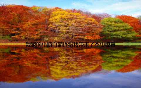 我家的小杭白菊还给我带来了不少惊喜