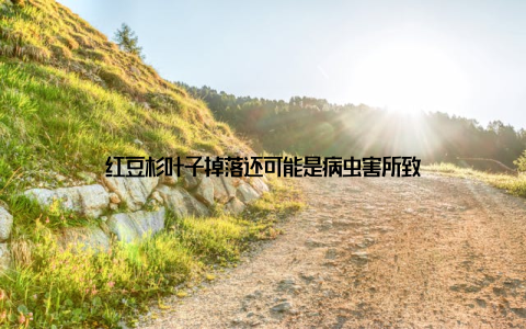 红豆杉叶子掉落还可能是病虫害所致