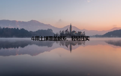 4用土壤覆盖根系, 轻轻压实