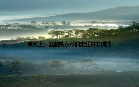 事实上, 盆栽熊衣草的走红并非偶然