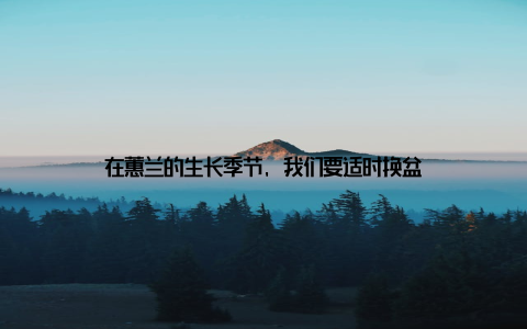 在蕙兰的生长季节, 我们要适时换盆