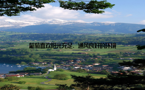 葡萄喜欢阳光充足、通风良好的环境