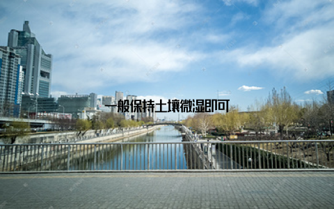 一般保持土壤微湿即可