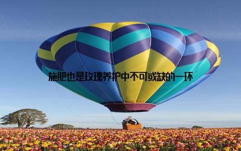 施肥也是玫瑰养护中不可或缺的一环