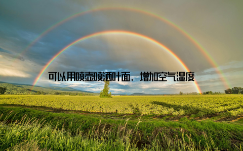 可以用喷壶喷洒叶面, 增加空气湿度