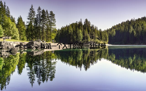 我第一个入手的是一盆绿萝