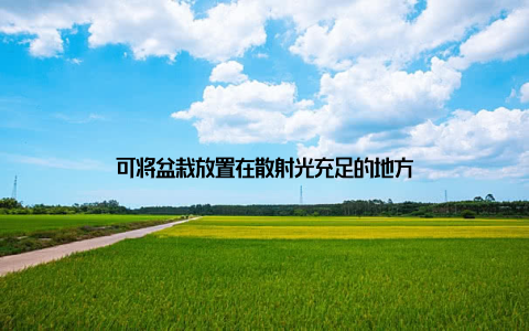 可将盆栽放置在散射光充足的地方