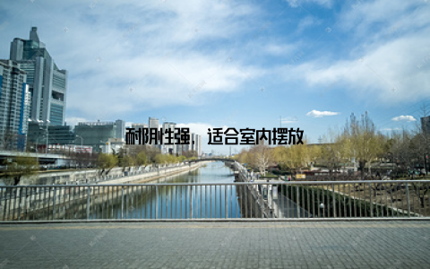 耐阴性强, 适合室内摆放