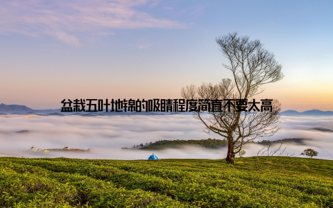 盆栽五叶地锦的吸睛程度简直不要太高