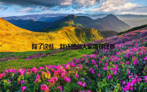 除了这些, 我还想向大家推荐绿萝