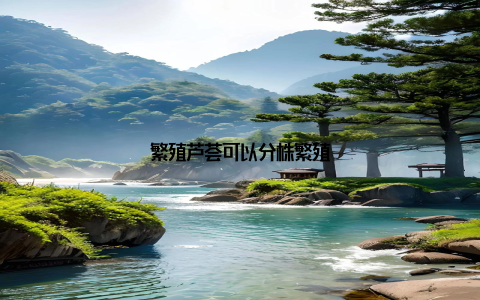 繁殖芦荟可以分株繁殖