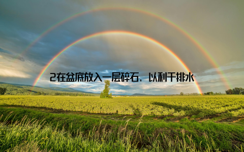 2在盆底放入一层碎石, 以利于排水