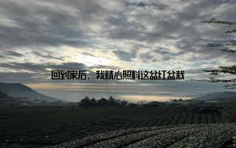 回到家后, 我精心照料这盆红盆栽