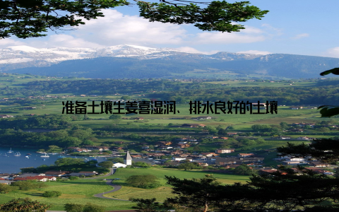 准备土壤生姜喜湿润、排水良好的土壤