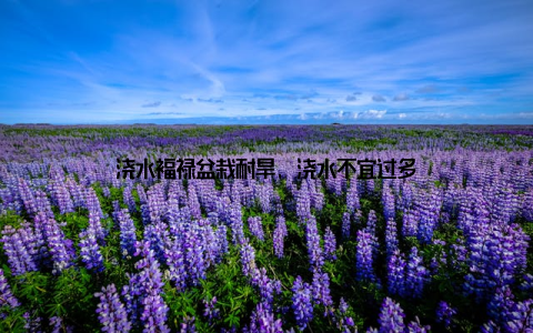 浇水福禄盆栽耐旱, 浇水不宜过多