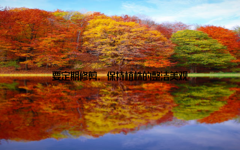 要定期修剪, 保持植株的整洁美观